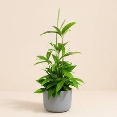Dracaena Surculosa - 55cm