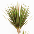 Dracaena Bicolor 115cm im Ø24cm Topf Nahaufnahme