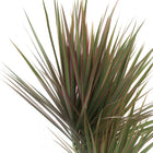 Dracaena Bicolor 75cm im Ø17cm Topf Nahaufnahme