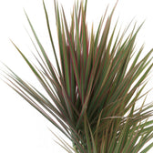 Dracaena Bicolor 75cm im Ø17cm Topf Nahaufnahme