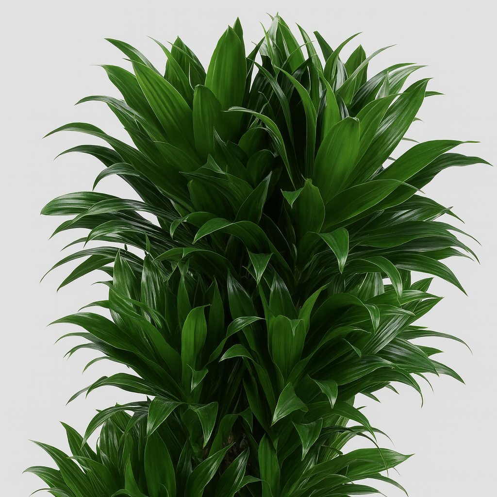 Dracaena Compacta - 100cm