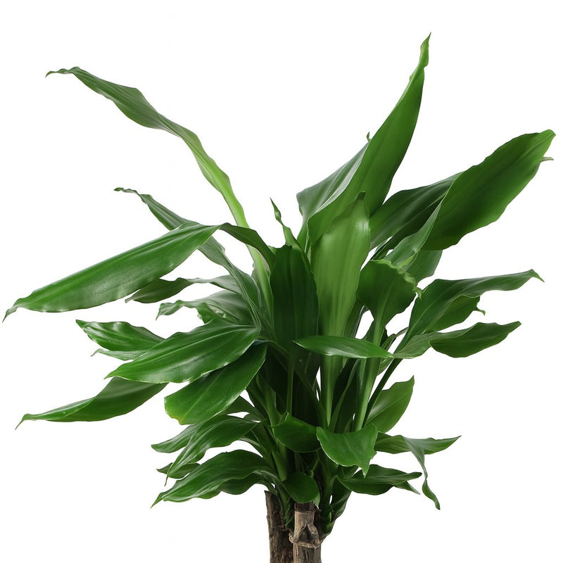 Dracaena Fagrans Steudneri Green Detail