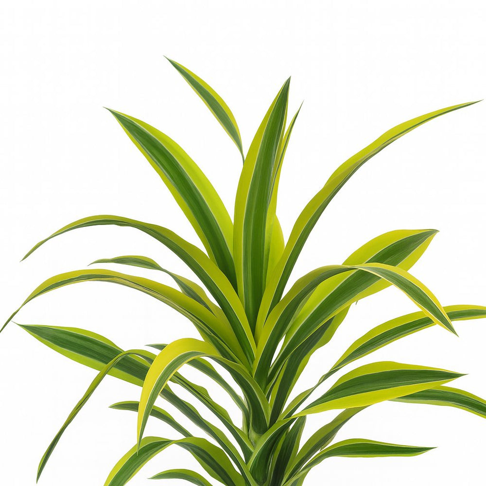 Dracaena Lemon Lime