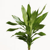 Dracaena Janet Lind 130cm im Ø24cm Topf Nahaufnahme