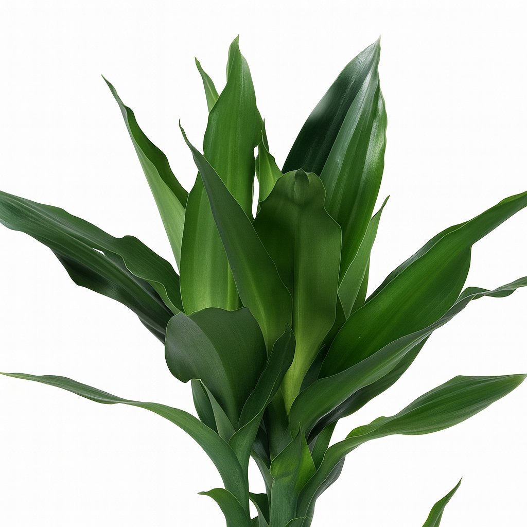 Dracaena Janet Lind - 70cm