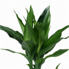 Dracaena Janet Lind 70cm im Ø17cm Topf Nahaufnahme