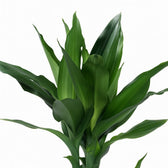 Dracaena Janet Lind 70cm im Ø17cm Topf Nahaufnahme