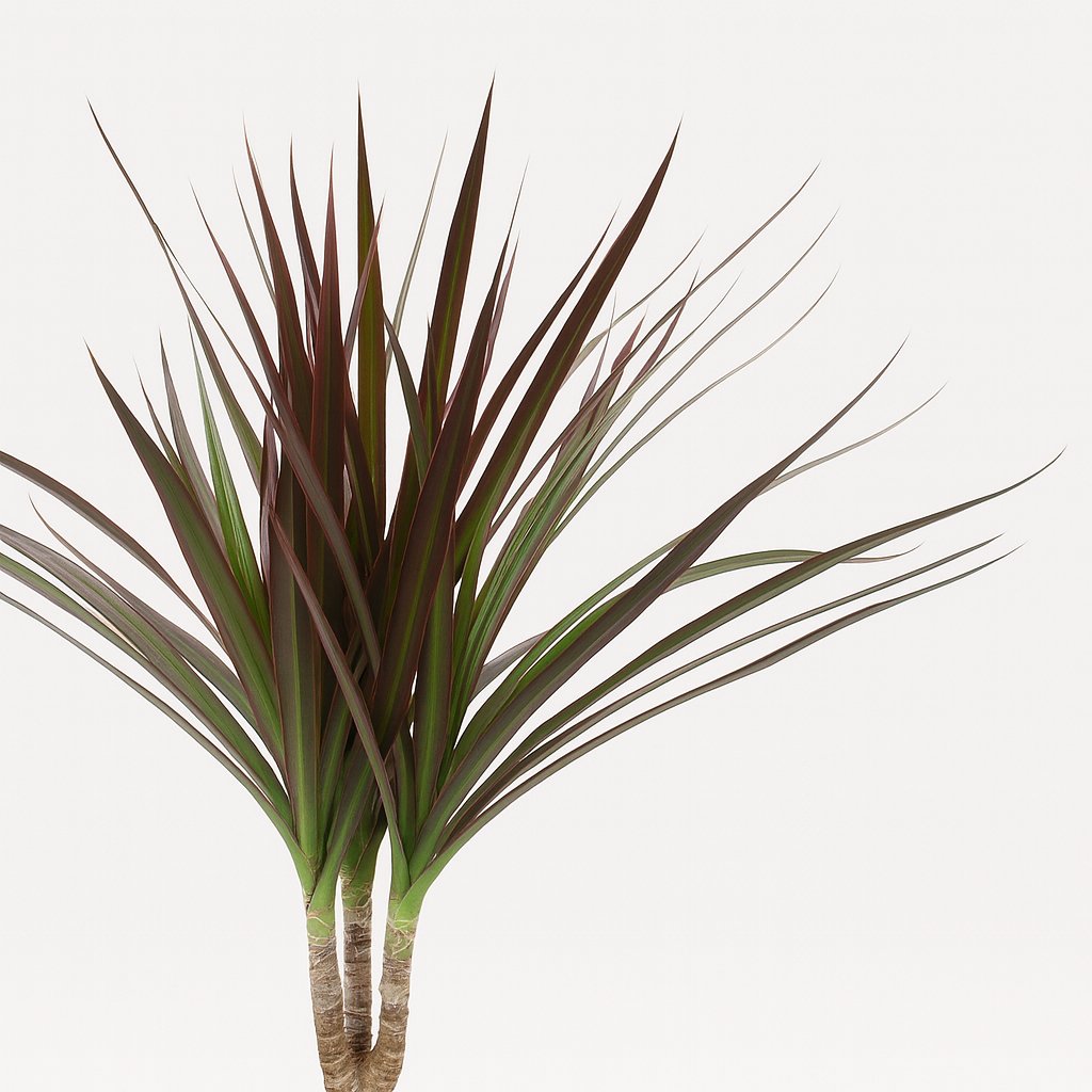 Dracaena Magenta - 50cm