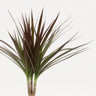 Dracaena Magenta 50cm im Ø12cm Topf Nahaufnahme