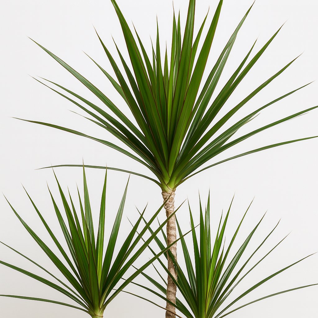 Dracaena Marginata - 115cm