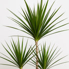 Dracaena Marginata 115cm Nahaufnahme