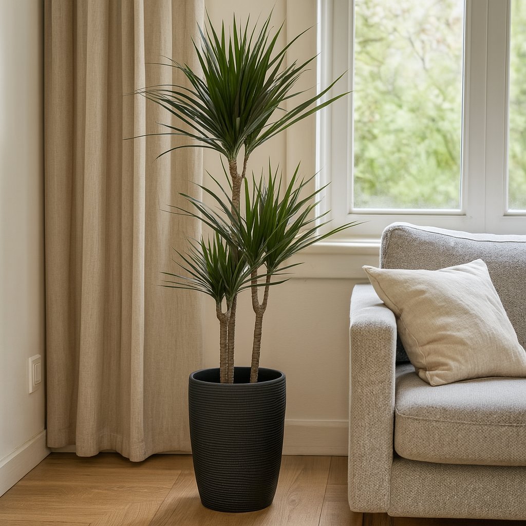 Dracaena Marginata - 115cm