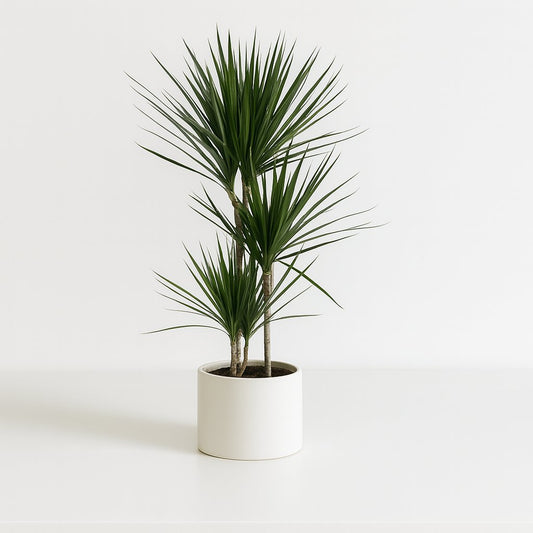 Dracaena Marginata - 120cm