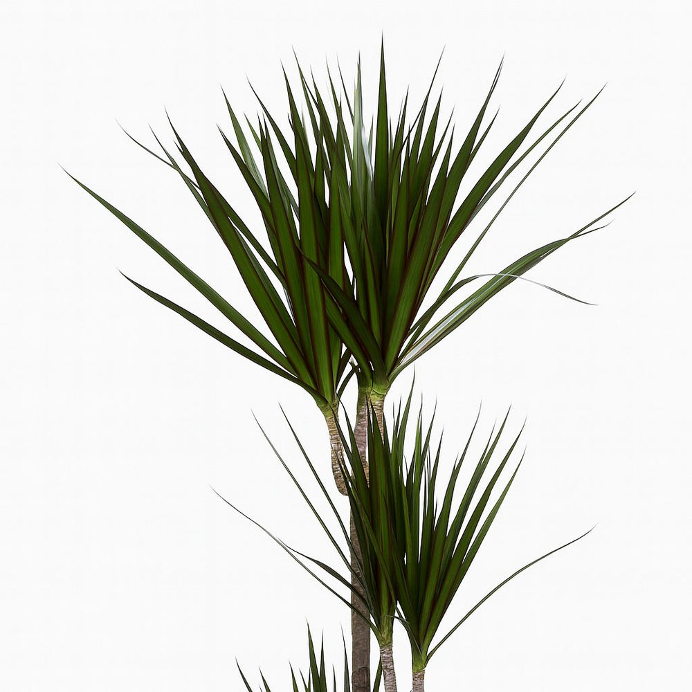 Dracaena Marginata 120cm Nahaufnahme