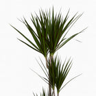 Dracaena Marginata 120cm Nahaufnahme