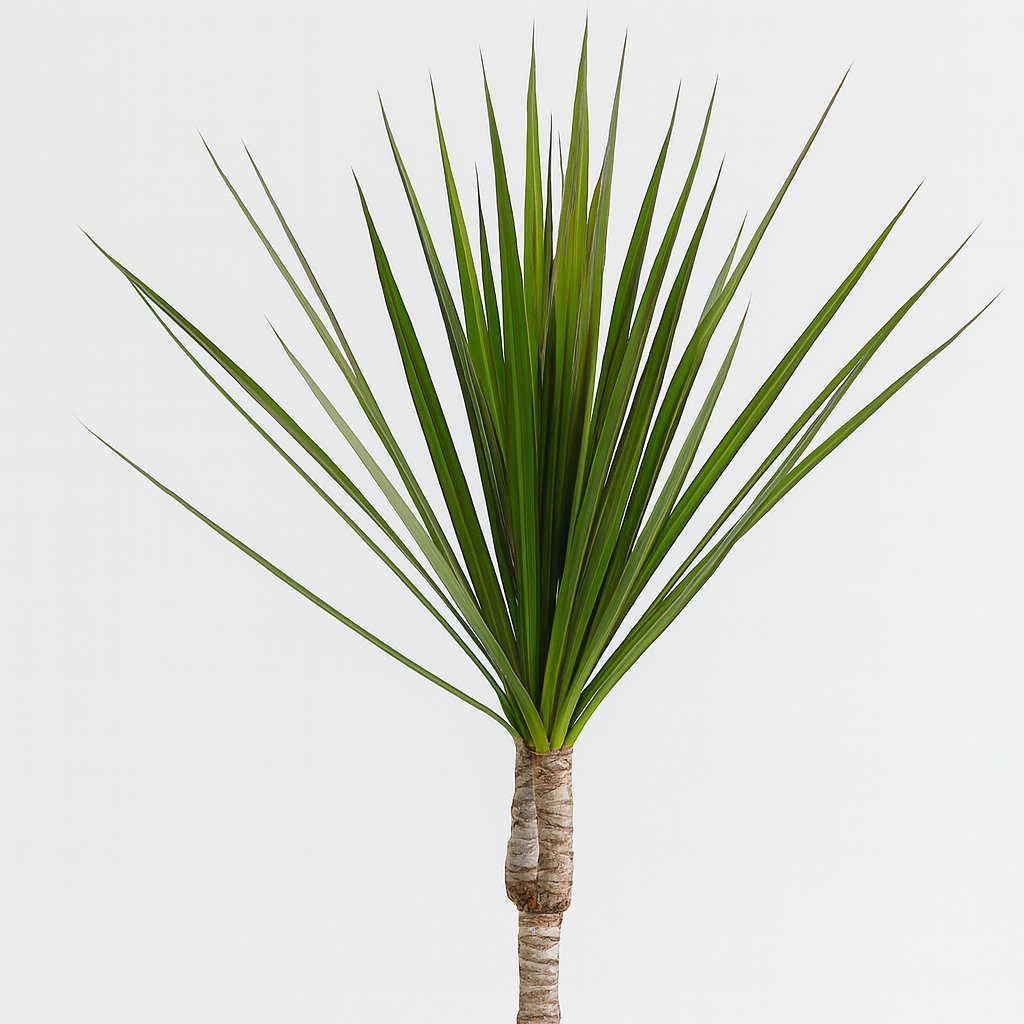Dracaena Marginata 55cm Nahaufnahme
