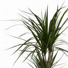 Dracaena Marginata 70cm Nahaufnahme