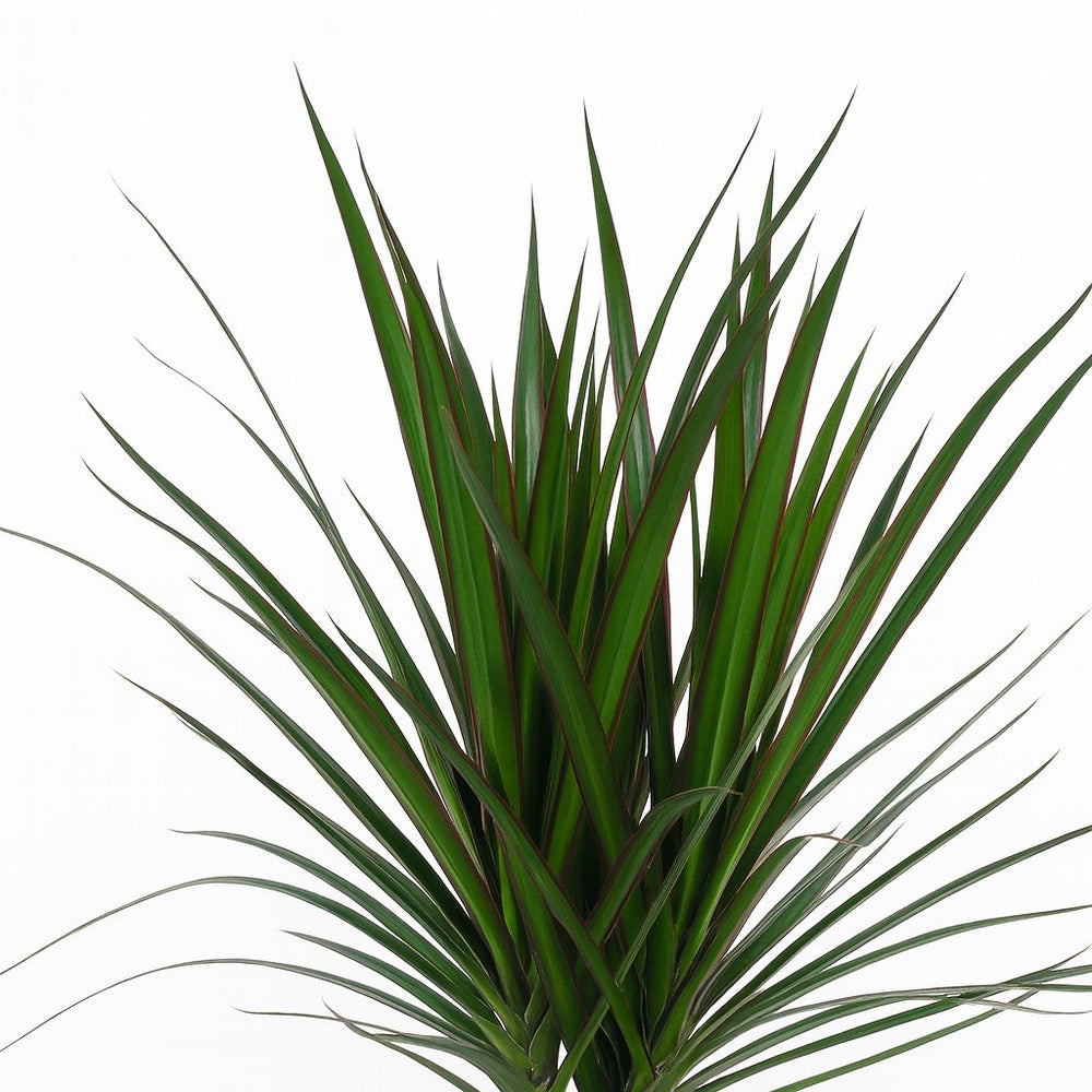 Dracaena Marginata 75cm Nahaufnahme