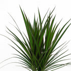 Dracaena Marginata 75cm Nahaufnahme