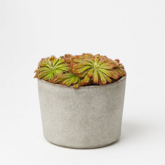Drosera Aliciae - 12cm
