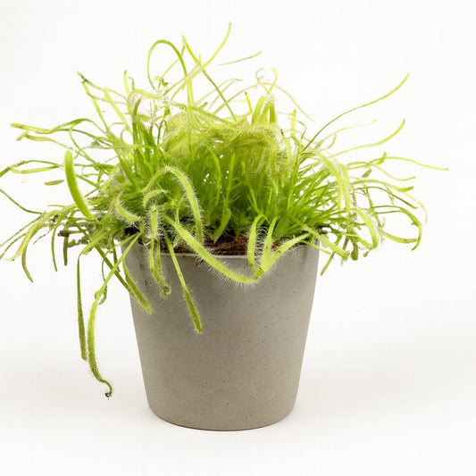 Drosera Capensis - 17cm