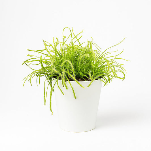 Drosera Capensis - 17cm