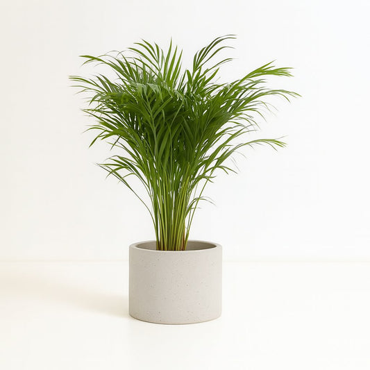 Dypsis Lutescens - 110cm