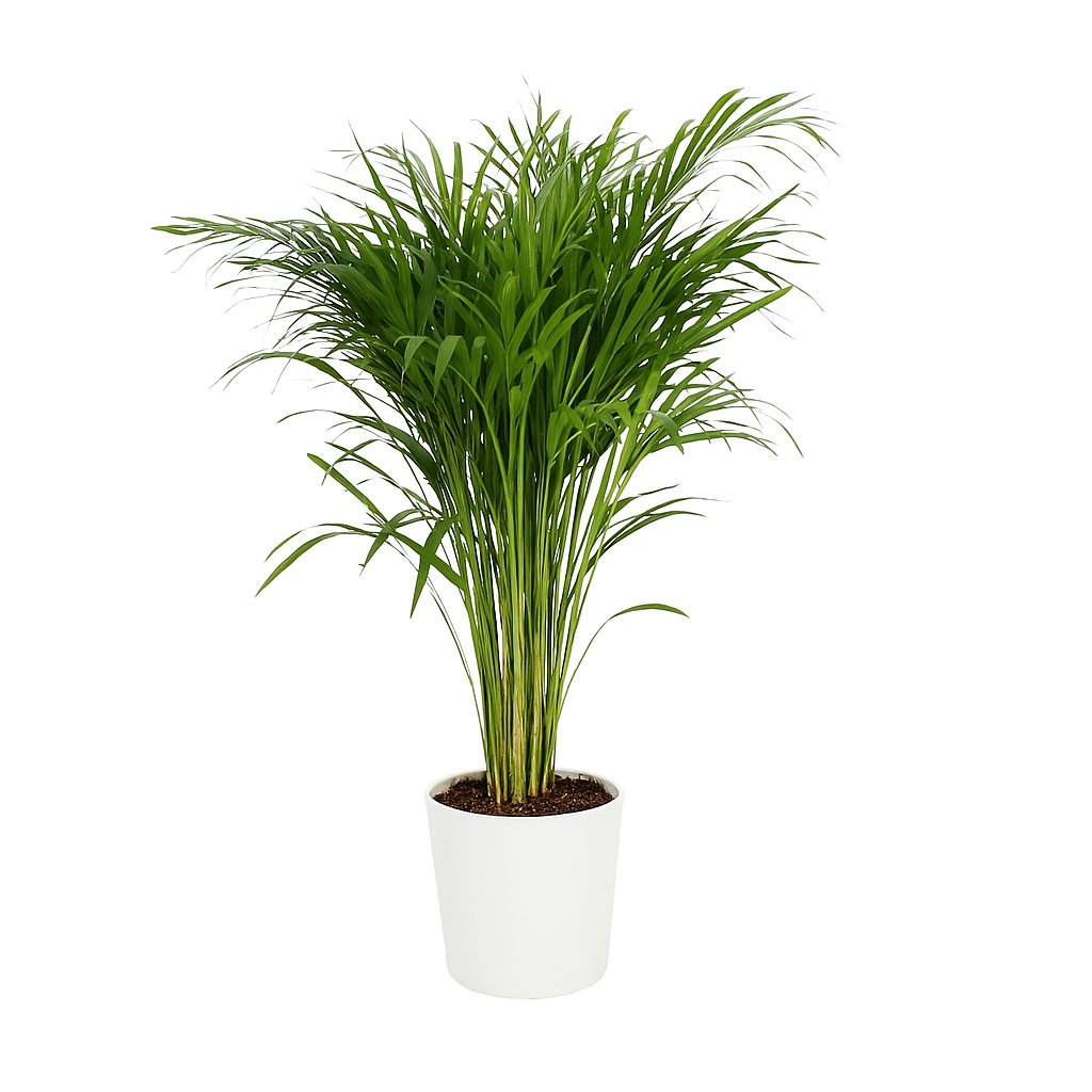 Dypsis Lutescens - 110cm