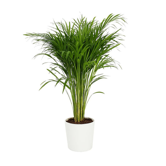 Dypsis Lutescens - 110cm
