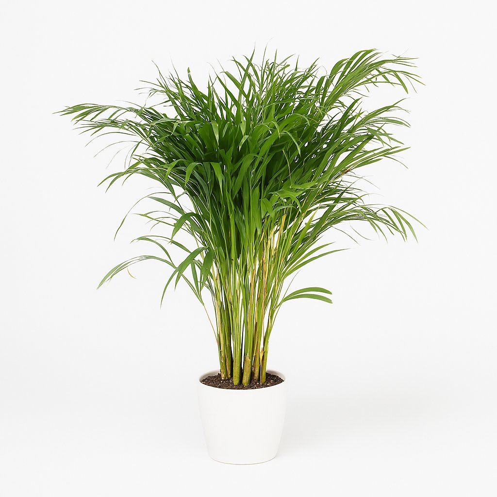 Dypsis Lutescens - 110cm