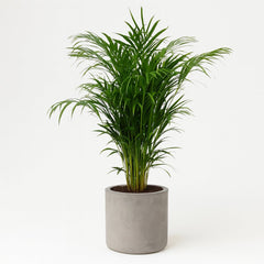 Dypsis Lutescens - 125cm