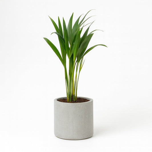 Dypsis Lutescens - 40cm
