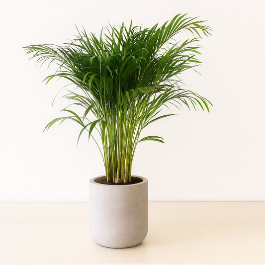 Dypsis Lutescens - Areca - 120cm