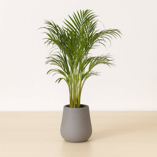 Dypsis Lutescens (Areca-Palme) - 120cm