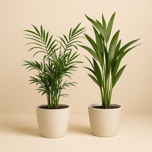 Dypsis lutescens und Chamadorea Duo (2 Stück) - 40cm