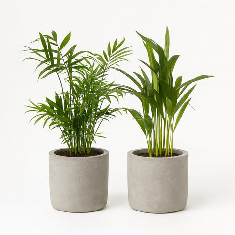 Dypsis lutescens und Chamadorea Duo (2 Stück) - 40cm