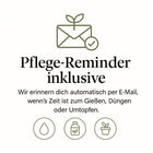 Philodendron Plowmanii - 50cm