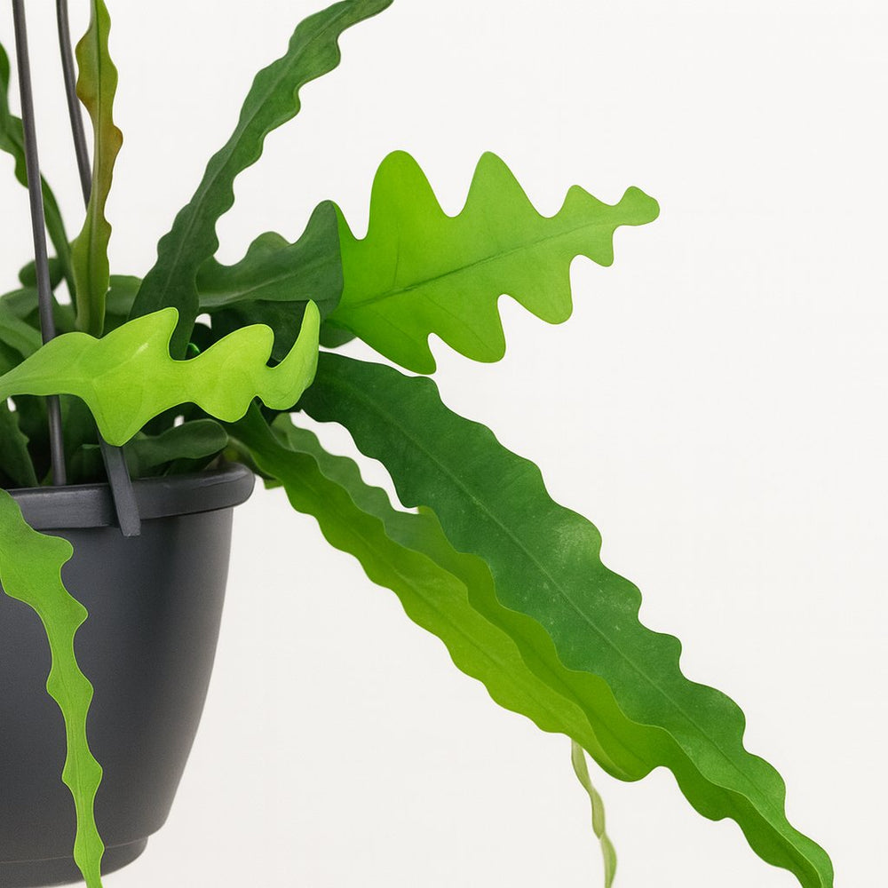zick zack kaktus Epiphyllum Anguliger