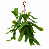 Epiphyllum Oxypetalum - Ø20cm - ↕40cm