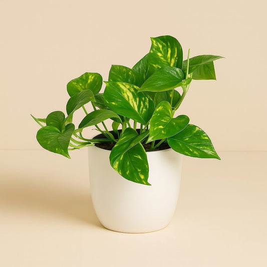 Epipremnum Aureum - 20cm