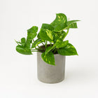 Epipremnum Aureum 20cm im 12cm Topf