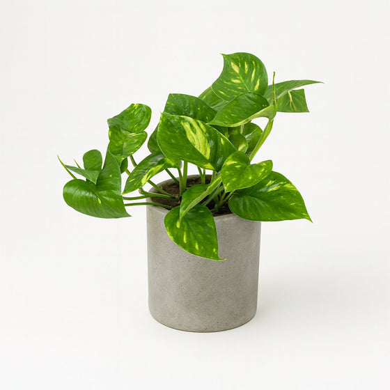 Epipremnum Aureum