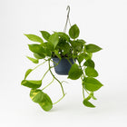 Epipremnum Aureum 25cm im 15cm Topf