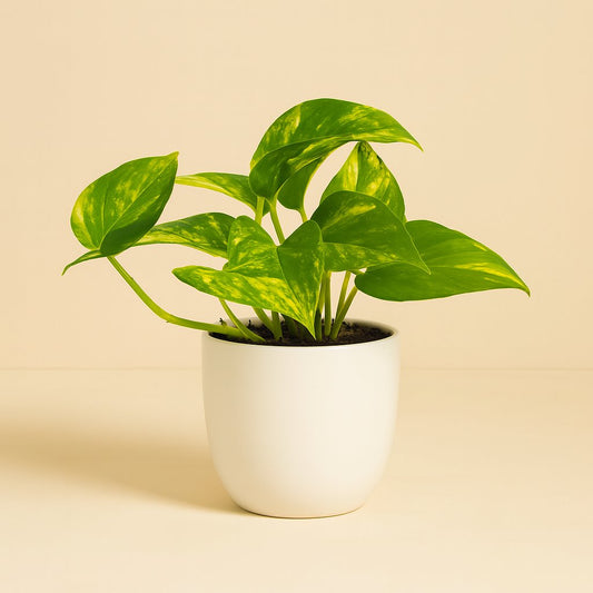 Epipremnum Aureum - 25cm