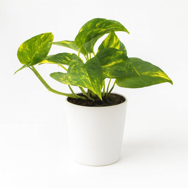 Epipremnum Aureum - 25cm