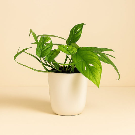 Epipremnum Cebu Blue - 20cm