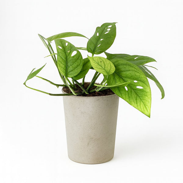 Epipremnum Cebu Blue - 20cm