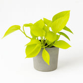 Epipremnum Golden Pothos - 15cm im Ø12cm Topf in einem modernen Studio