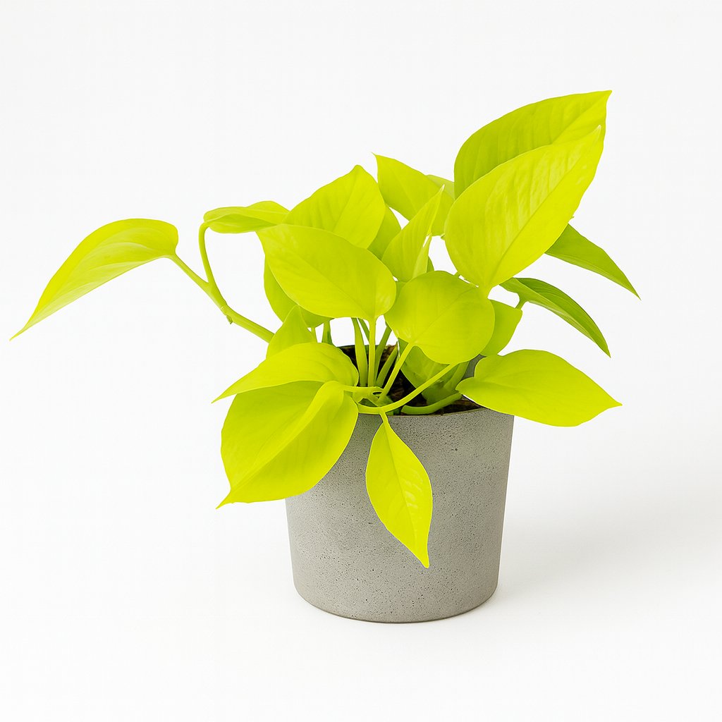 Epipremnum Golden Pothos - 15cm in einem modernen Studio mit modernem Topf