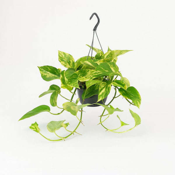 Epipremnum Marble Queen - 25cm